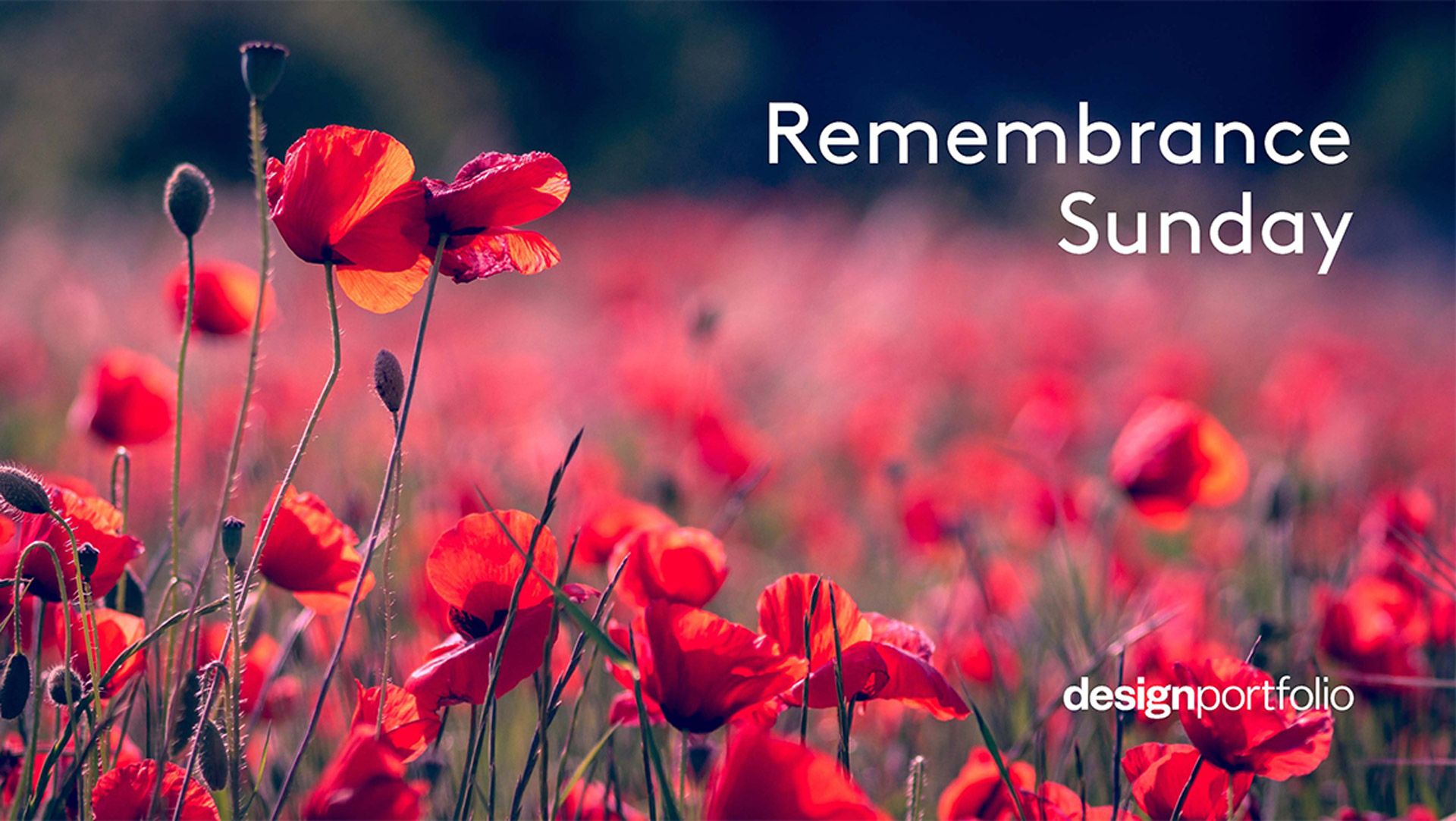 Remembrance Day 2018: marking 100 years since the end of WW1